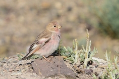 Bucanetes mongolicus