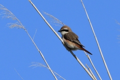 Lanius phoenicuroides