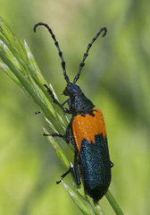 Desmocerus palliatus