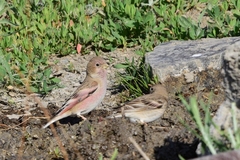 Bucanetes mongolicus