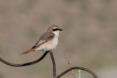 Lanius phoenicuroides