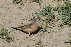 Emberiza buchanani