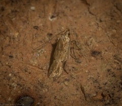 Atheropla nigricincta
