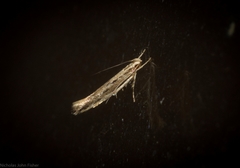 Pyroderces tenuilinea