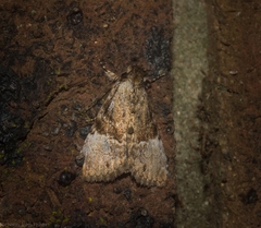 Alophosoma emmelopis