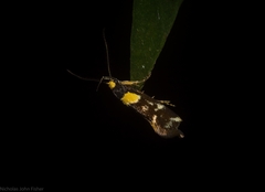 Epithymema helias