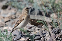 Oenanthe isabellina