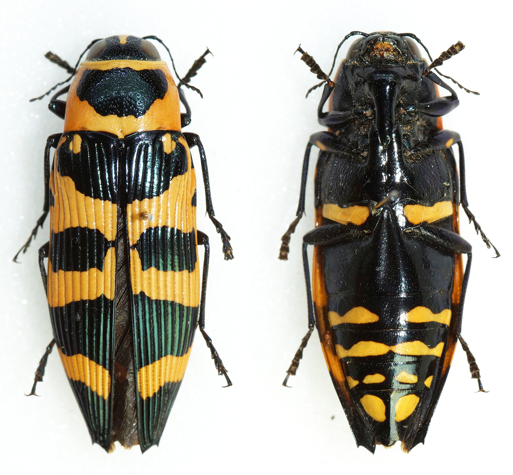 Buprestis carabuho