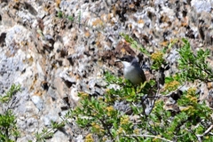 Curruca crassirostris