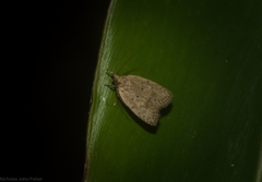 Eulechria convictella