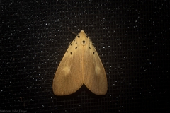 Asota iodamia