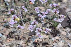 Limonium michelsonii