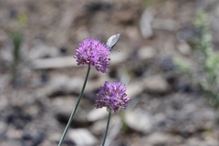 Allium pallasii