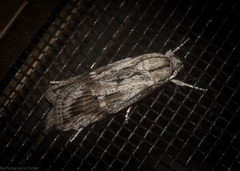 Cryptophasa phycidoides