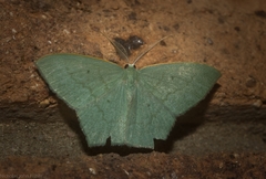 Maxates centrophylla