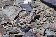 Phrynocephalus helioscopus