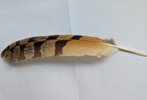 View observation of {o.common_name} on iNaturalist