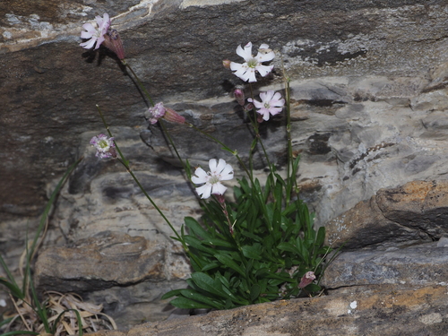 Bordere's lijmkruid (Silene borderei)