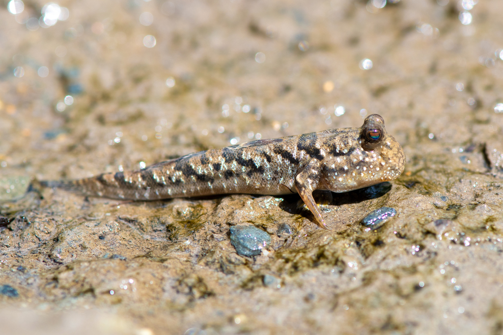 Barred Mudskipper