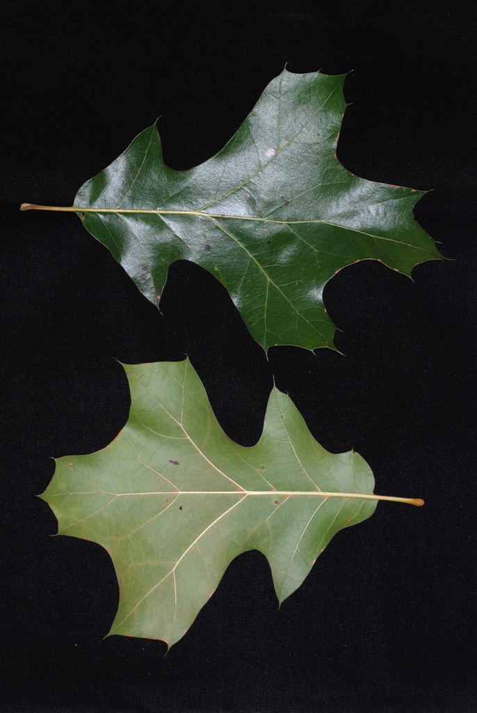 Bush Oak