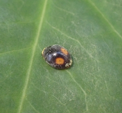 Cryptogonus orbiculus