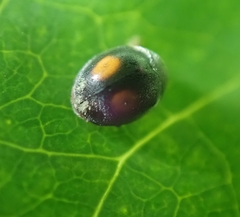 Cryptogonus orbiculus