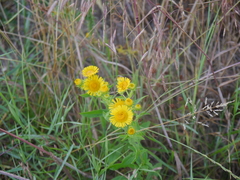 Pentanema britannica