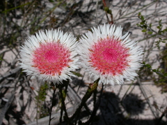 Actinodium cunninghamii