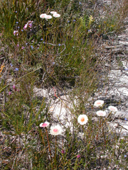 Actinodium cunninghamii