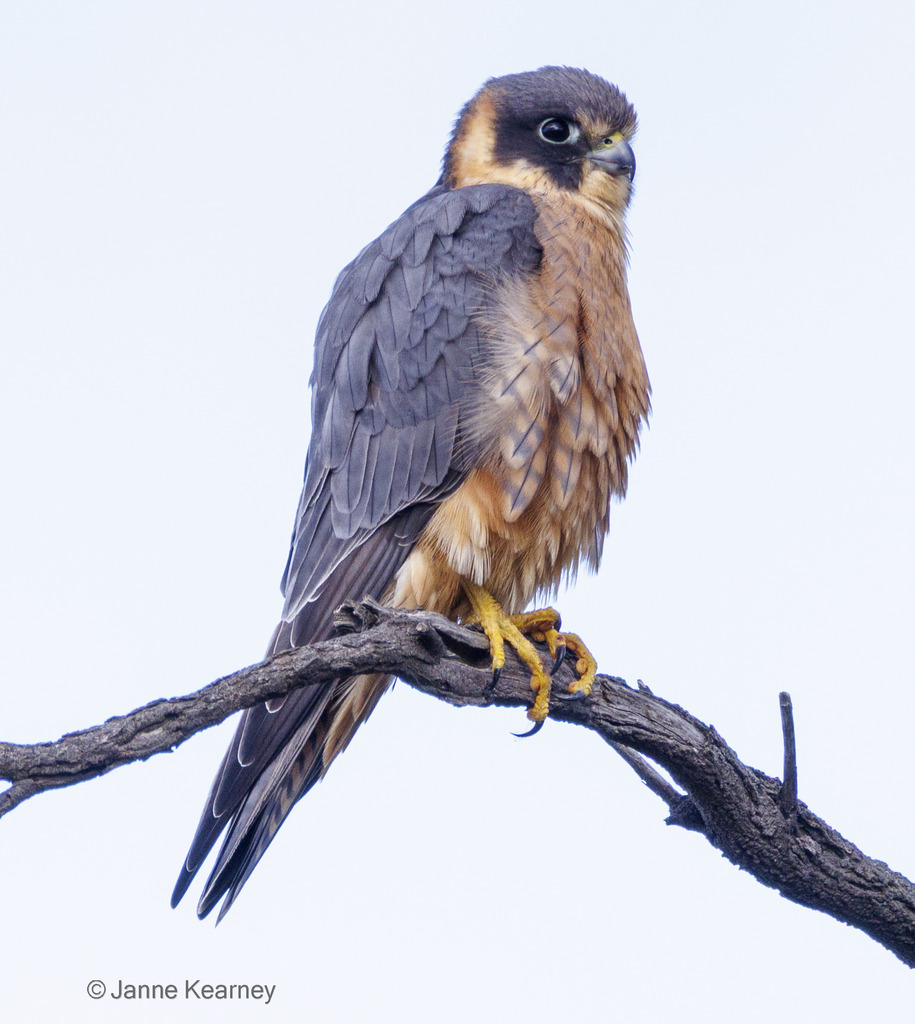Australian Hobby