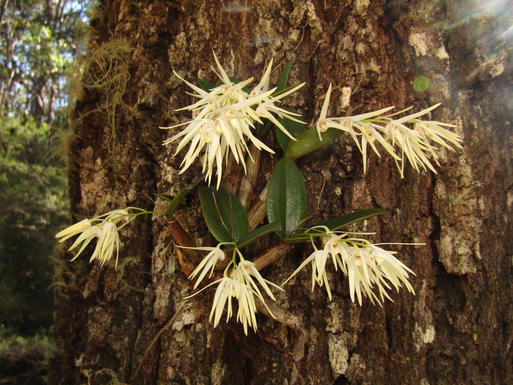 Dendrobium aemulum
