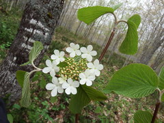 Viburnum lantanoides image
