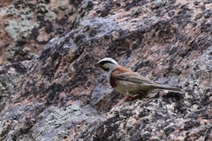 Emberiza stewarti