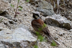 Emberiza stewarti