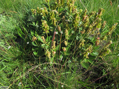 Eriosema umtamvunense