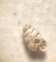 Gastrocopta pentodon