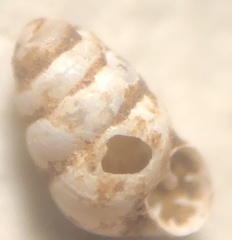 Gastrocopta pentodon
