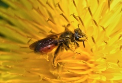 Andrena labiata
