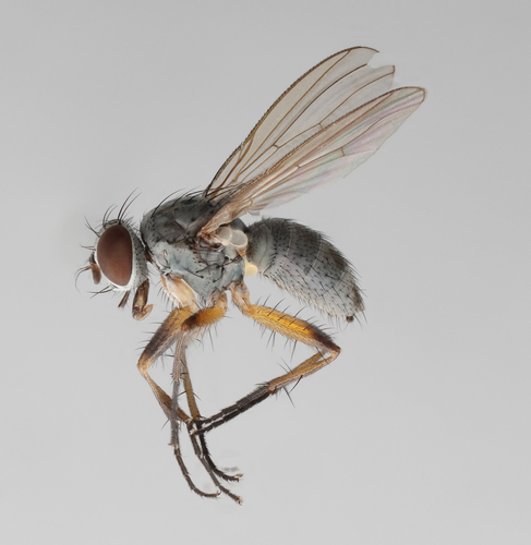 Coenosia pudorosa