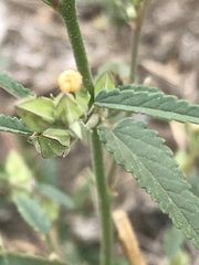 Sida alba