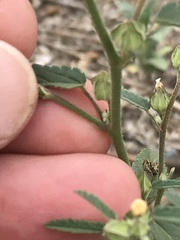 Sida alba
