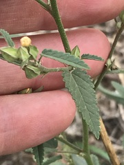 Sida alba