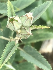 Sida alba