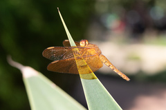 Neurothemis fulvia