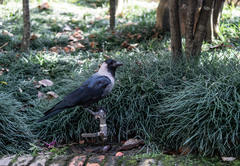 Corvus splendens