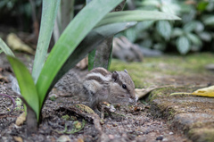 Funambulus pennantii