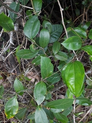 Cryptocarya triplinervis