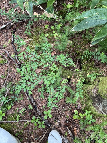 Ilex rugosa iNat (1)