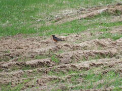 Turdus migratorius image