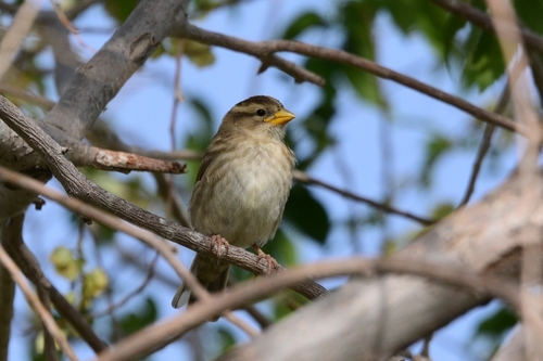 Rock Sparrow